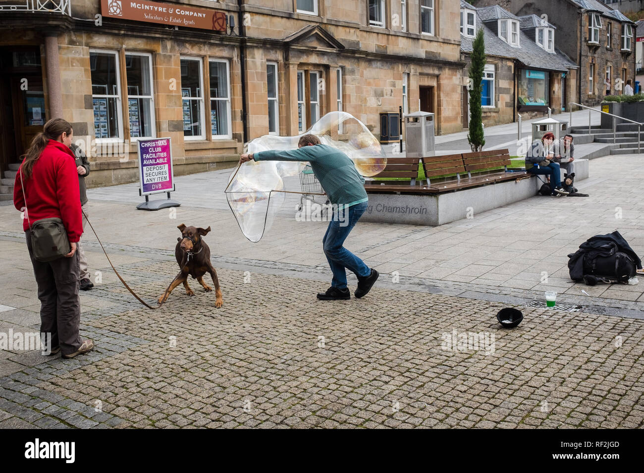 Grande cane insegue bolle in Fort William high street Highlands della Scozia come animatore di strada crea grande bolla Foto Stock