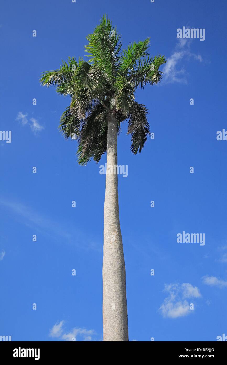 Cuban Royal Palm (Roystonea regia), albero nazionale di Cuba, Cuba, dei Caraibi Foto Stock