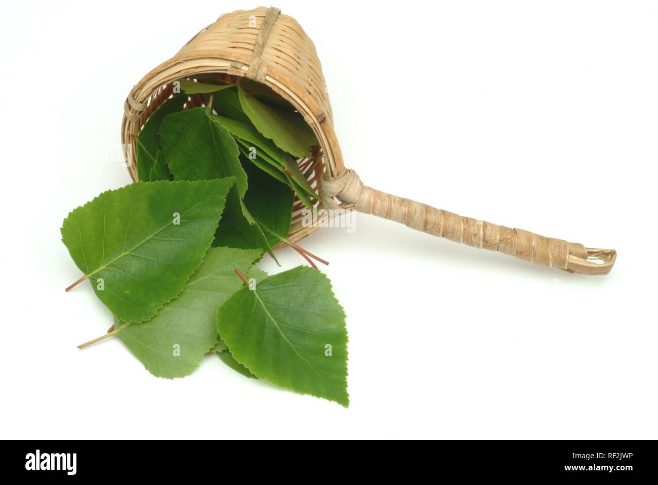 Silver - Bianco - o unione piange Betulla foglie (Betula pendula), pianta medicinale, pianta curativa Foto Stock