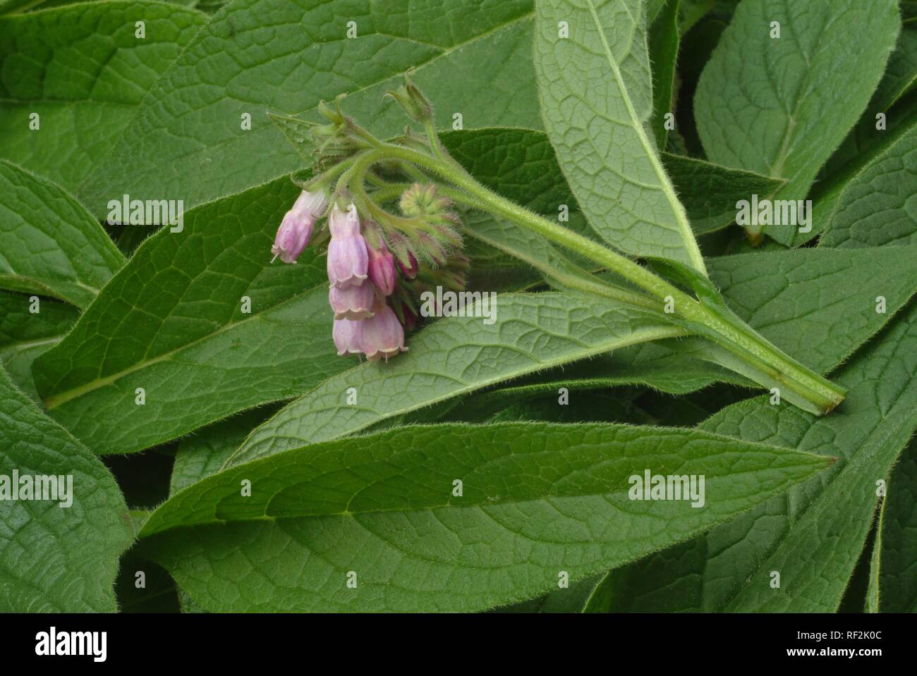 Comfrey (Symphytum officinale), pianta medicinale Foto Stock