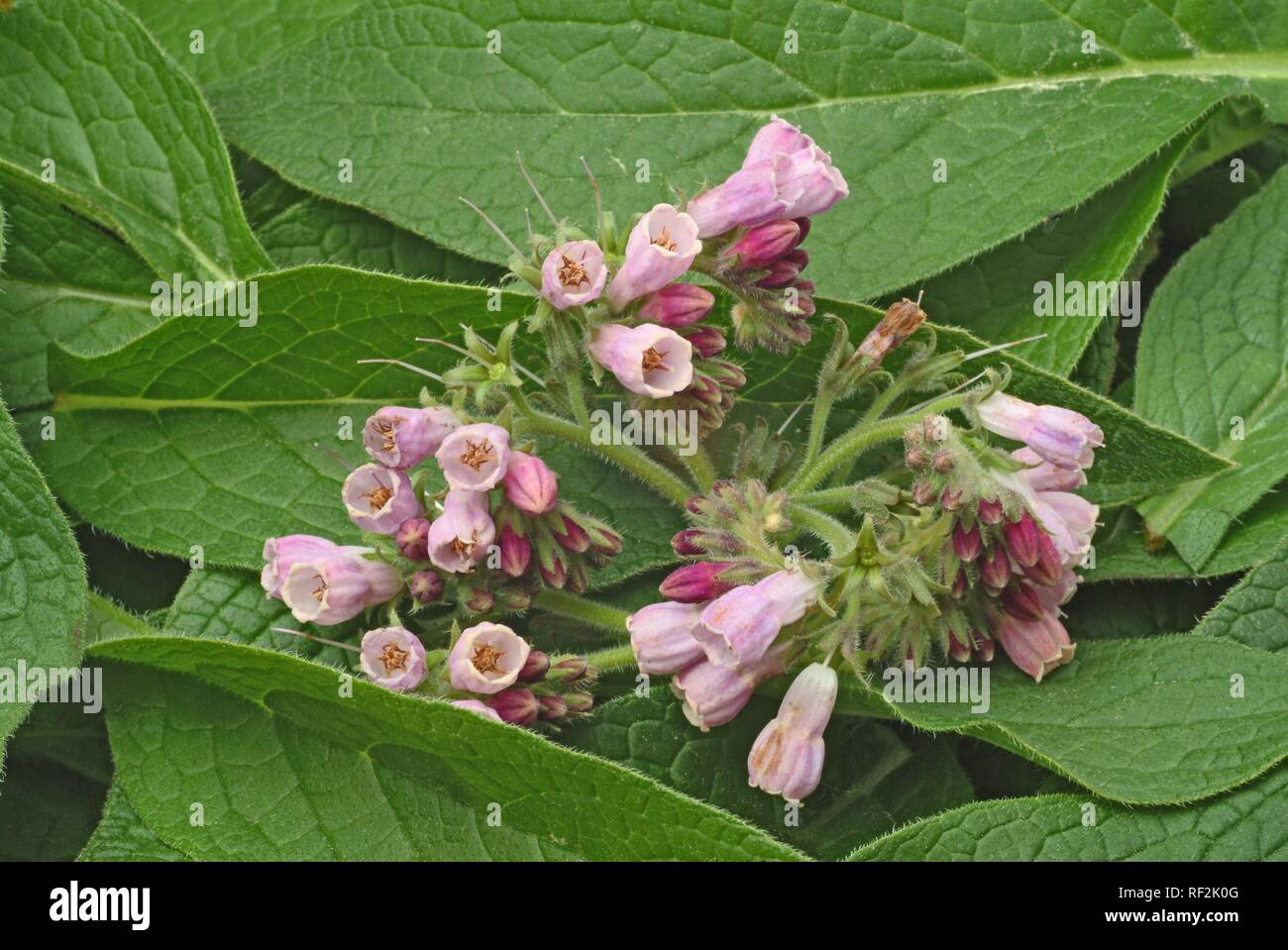 Comfrey (Symphytum officinale), pianta medicinale Foto Stock