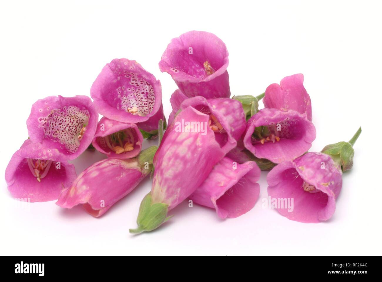 Foxglove viola o Lady del guanto (Digitalis purpurea), pianta medicinale Foto Stock