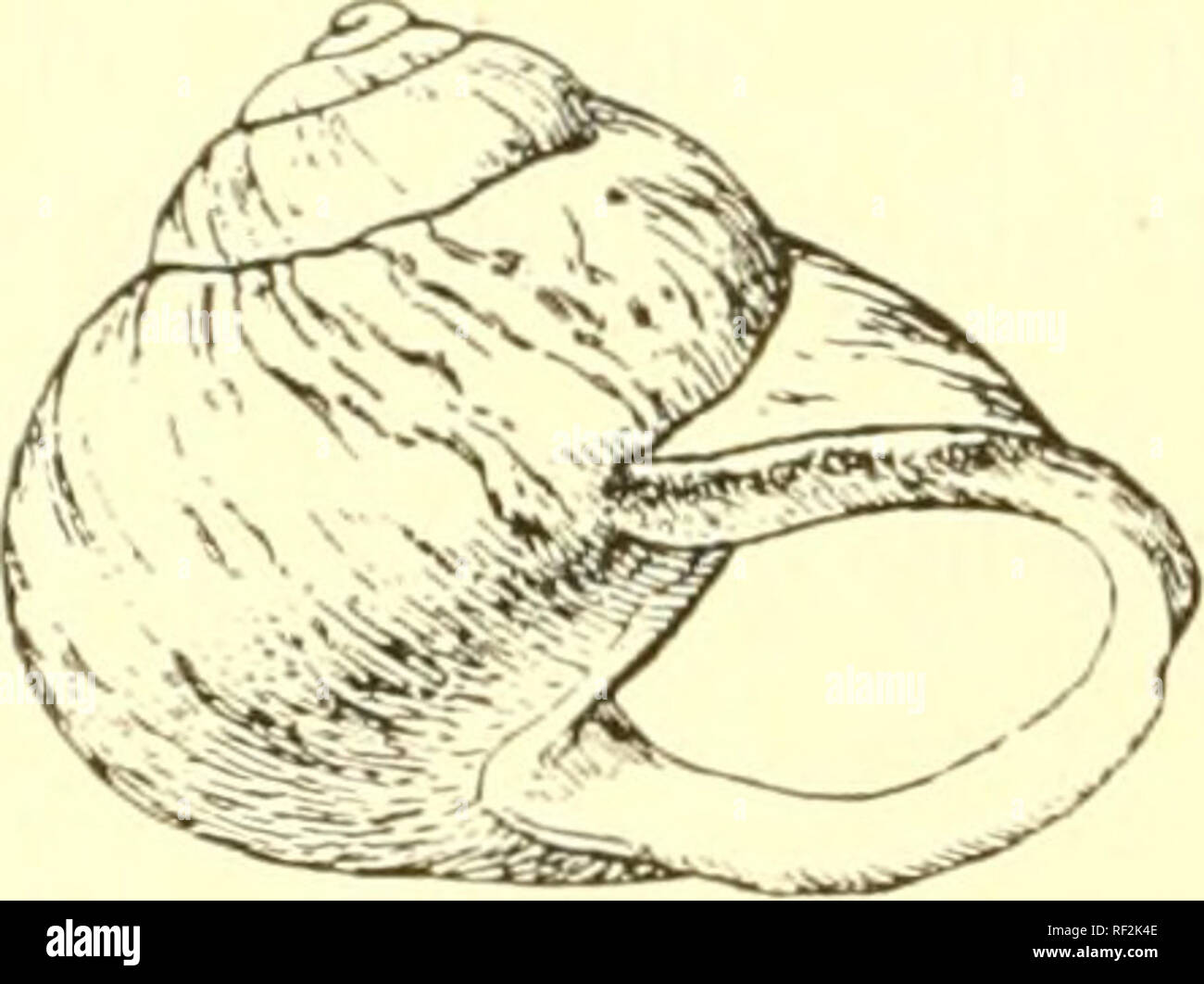 . Catalogo de la faune malacologique d'Ãgypte. Molluschi. 2(1 ;i|)('rliiralcs (|iic rmi i>liscr(' clitv. ho-ci'l;iins nilidiiiKi r les Hélices lijdcnli"cs du Noid- ( liicsl de rAI'ri(|ii(' ('i. Il sciait iiitcrcss^inl ilc dclciiniiicr les cjniscs de ci- |i|i("iiiiiiicnr. !"./ .. / .7//V'/i//(';y// cl sa ari("lc rliilciiiliid arii-iii licaiic(iii|i sniis le ra(i|)iii-| de la <'Ur i-l la liaiili'iir di' la guglia. Nus exeMiplaires alleii^iienl jnsipra III iiiiii. de L;IE (liainètre. Vai. : Aschersoni lii;iiii;iir. l'I. II. Wii. l'i. -I:.. l;i;iT, lîi iMHiinr : .s'//:. /;Â"â Foto Stock