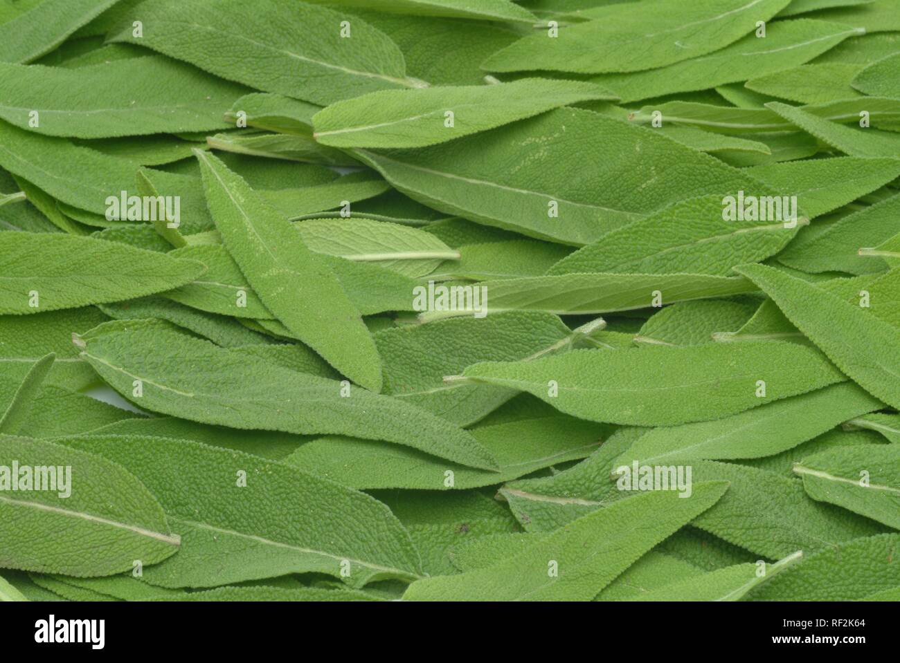 Comune di foglie di salvia (Salvia officinalis), pianta medicinale, herb Foto Stock