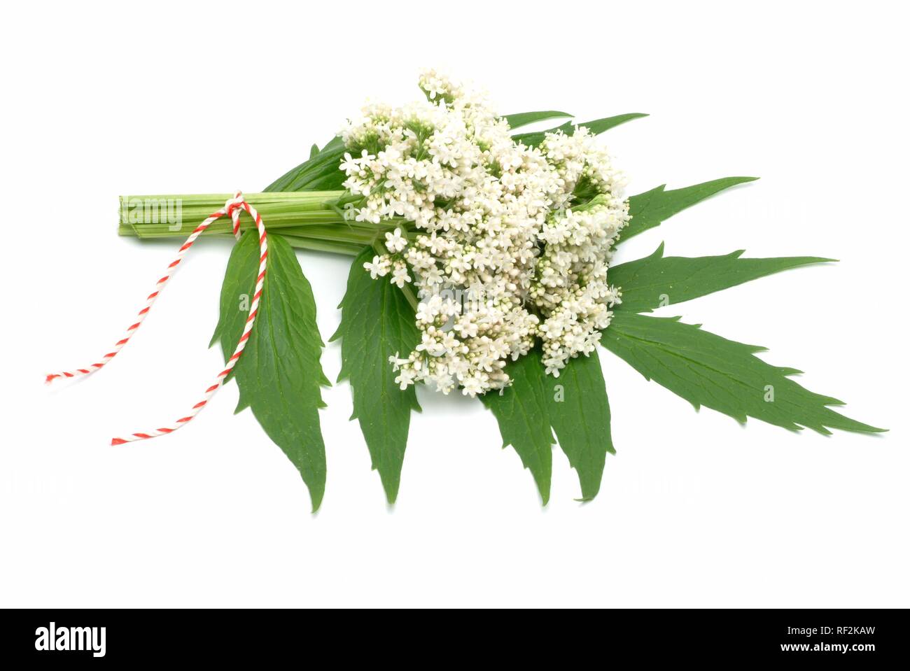 Valeriana o tutti-guarire (Valeriana officinalis), pianta medicinale, herb Foto Stock