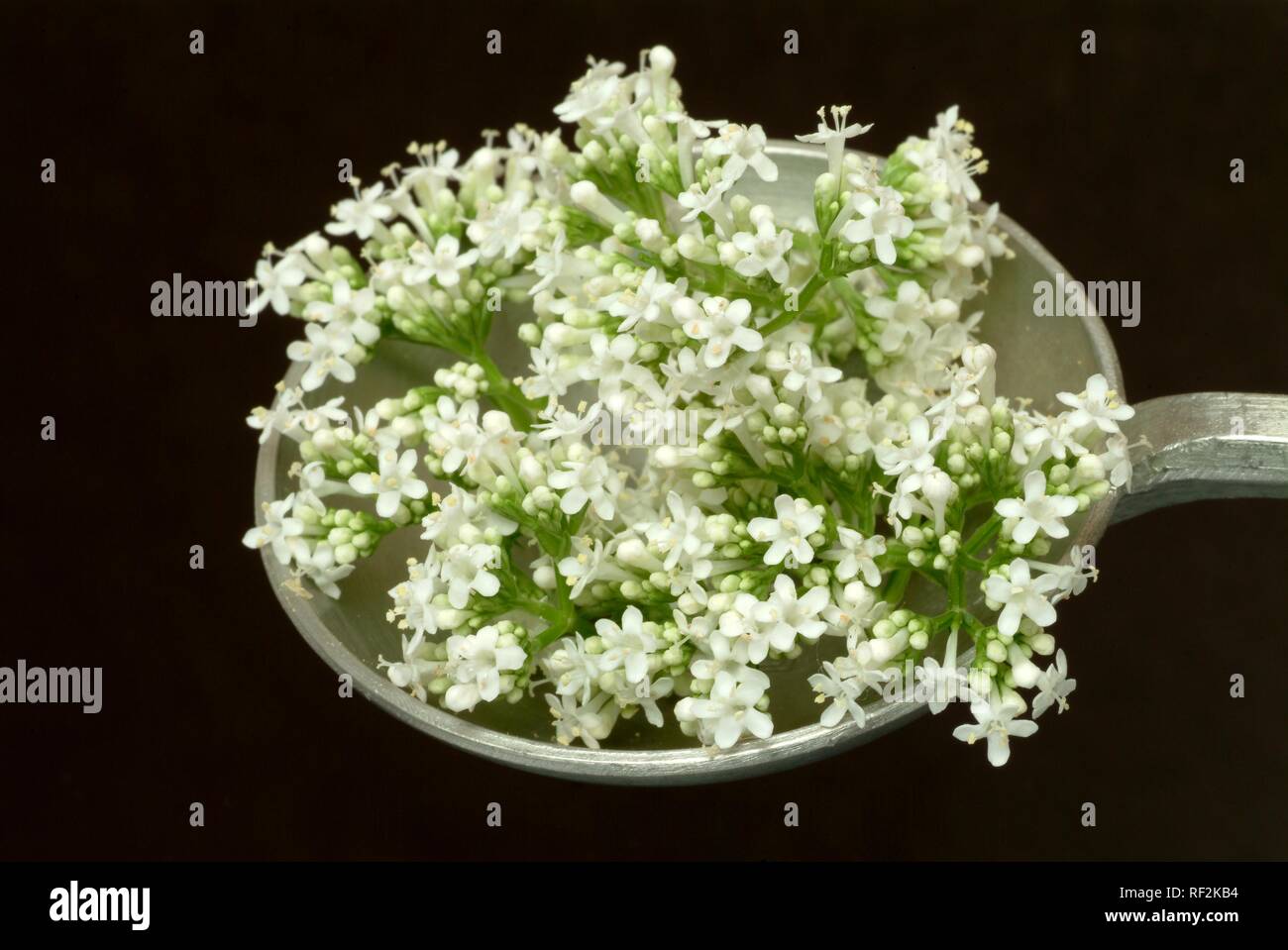 Valeriana o tutti-guarire (Valeriana officinalis), pianta medicinale, herb Foto Stock