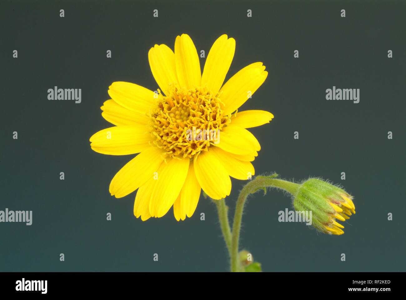 Il tabacco di montagna, Wolfs's Bane o Leopard's Bane (Arnica montana), pianta medicinale Foto Stock