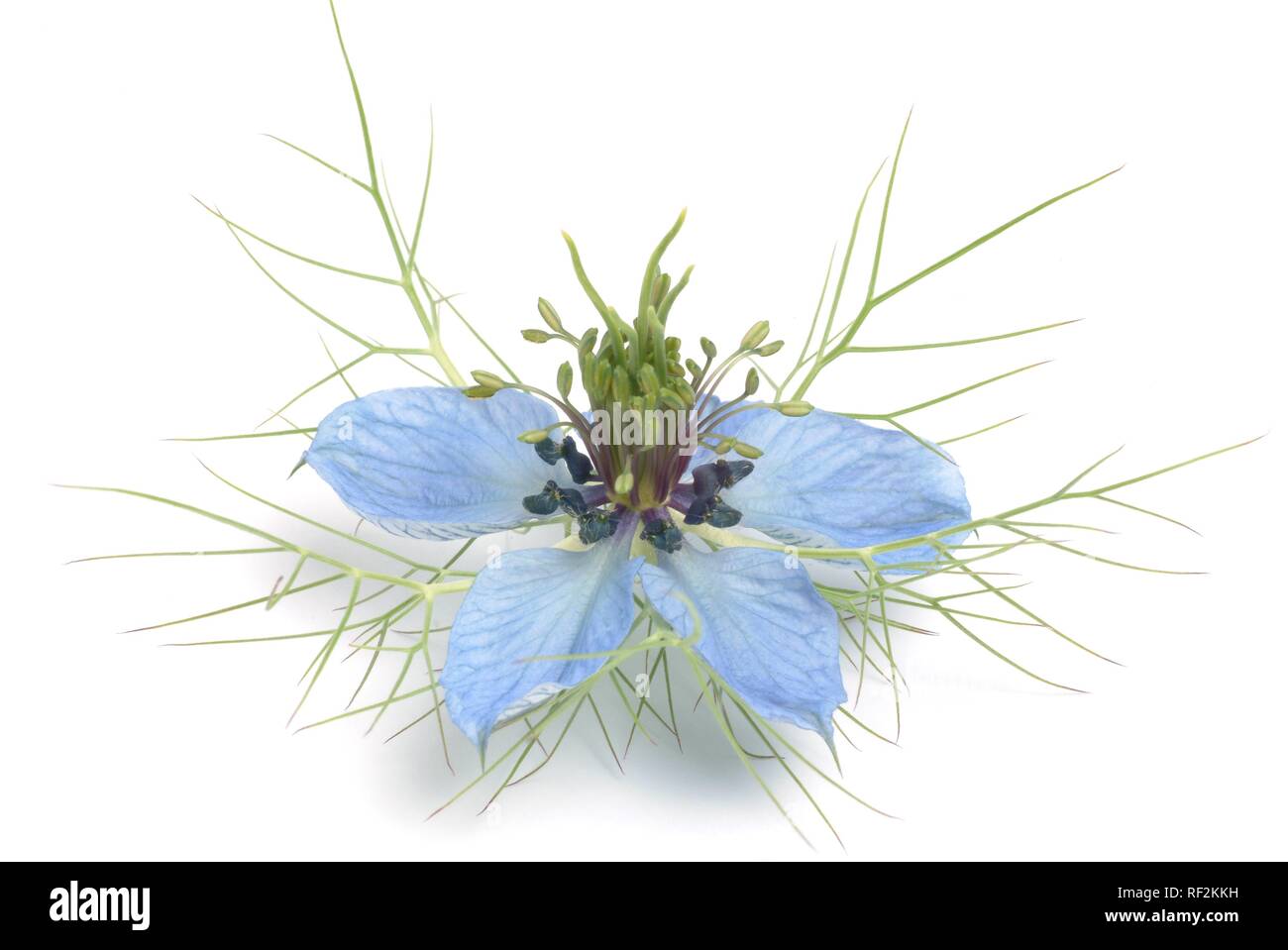 Fiori di finocchio, cumino nero (nigella sativa), pianta medicinale Foto Stock