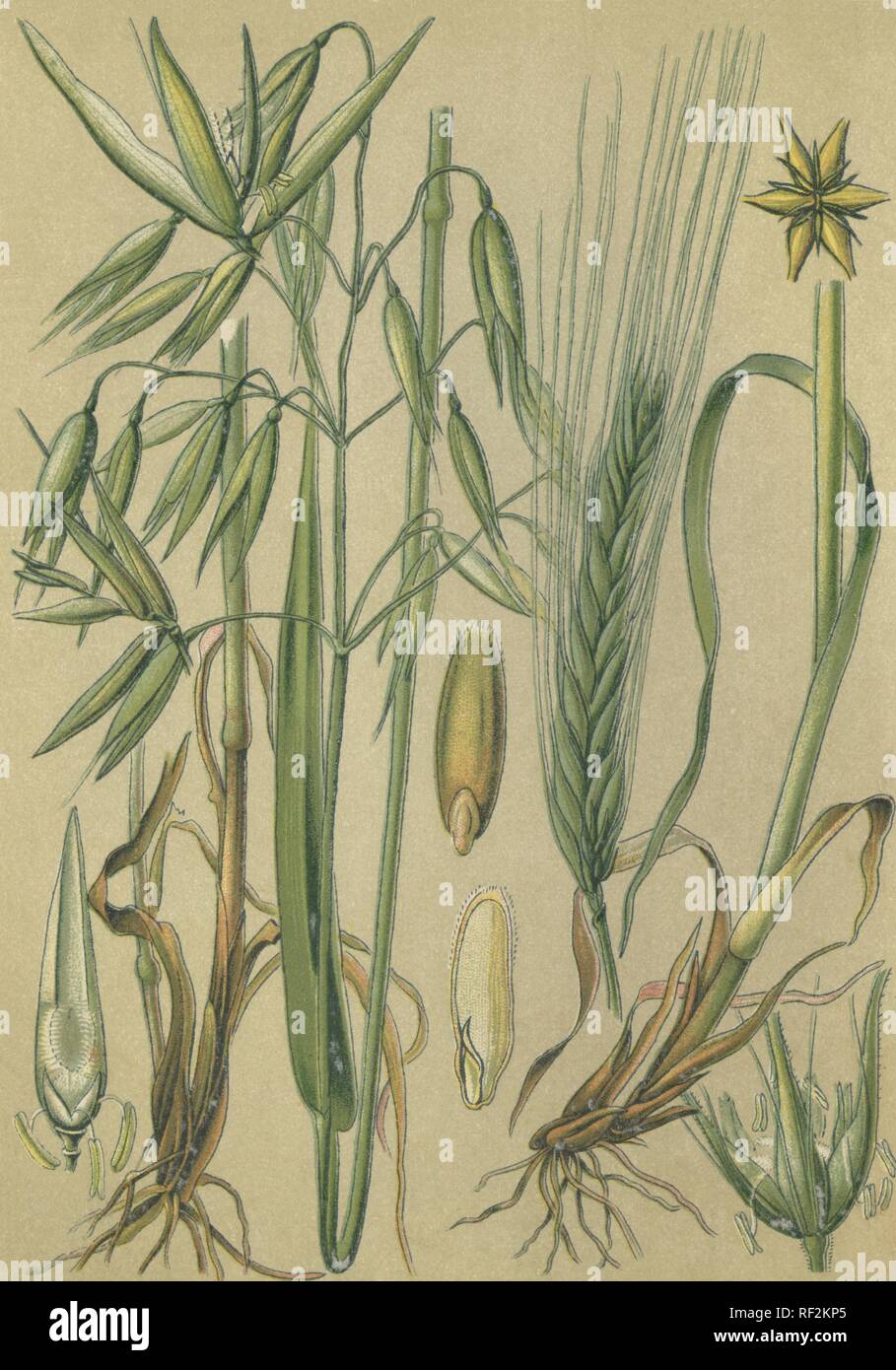 Avena (Avena sative) sulla sinistra e orzo (Hordeum vulgare) sulla destra, chromolithograph storico datato al 1880 Foto Stock