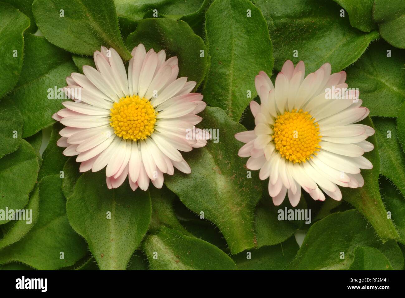 Daisy comune, Prato Daisy o inglese Daisy fiori e foglie (Bellis perennis), pianta medicinale Foto Stock