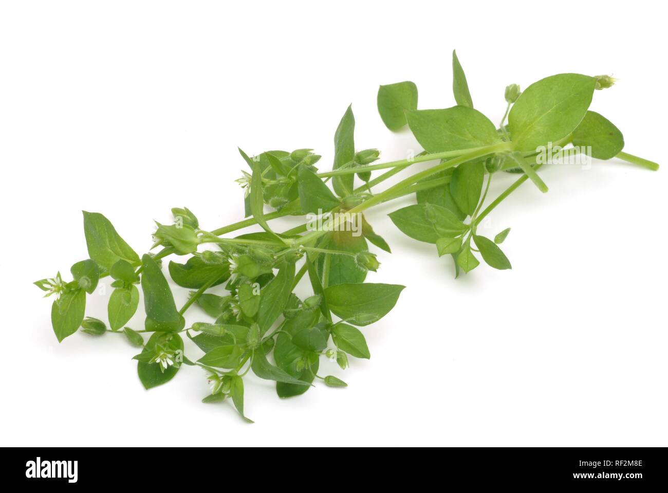 Chickweed (Stellaria media), pianta medicinale Foto Stock