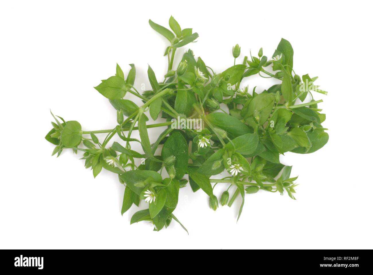 Chickweed (Stellaria media), pianta medicinale Foto Stock