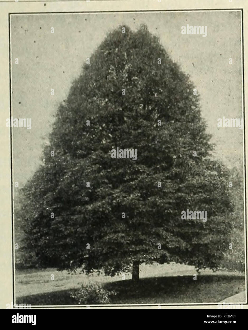 . Catalogo. Vivaio California Fresno cataloghi; alberi da frutto piantine Cataloghi Cataloghi di frutta; piante ornamentali, cataloghi; alberi piantine cataloghi; arbusti cataloghi. ft FANCHER. CREEK, vivai. FKESNO.CALIFORNIA,dal 1884 pioppo (Populus.) (T.) Pioppi sono molto rapida la coltivazione degli alberi e prosperare in una grande varietà di condizioni. Le foglie sono luminose di un mese in anticipo rispetto ad altri alberi della chioma più pesante. Essi sono ben adattati per le strade e viali alberati e frangivento. Dove ombra rapido è desiderato questi alberi servire allo scopo. Esse non portano il discutibile semi cotonosi. Balsamo del Gilea Foto Stock