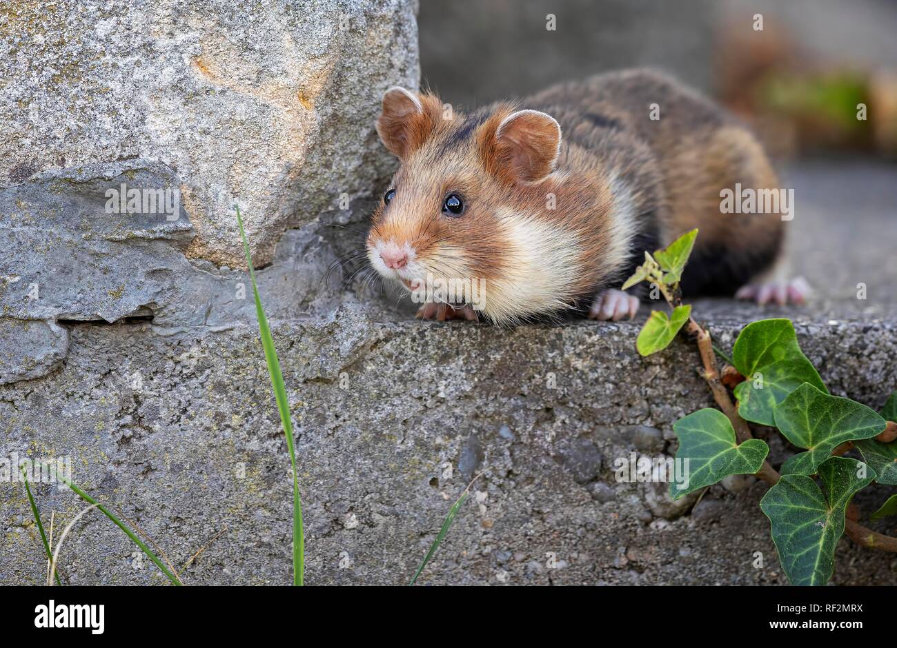 Unione hamster (Cricetus cricetus) in un parco, Austria Foto Stock