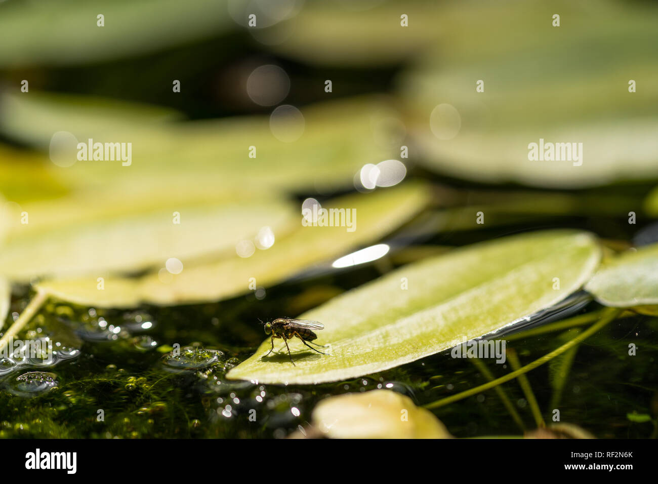 Comune bottiglia verde fly close up, macro Lucilia sericata fly, seduto su una foglia di una ninfea in un laghetto Foto Stock