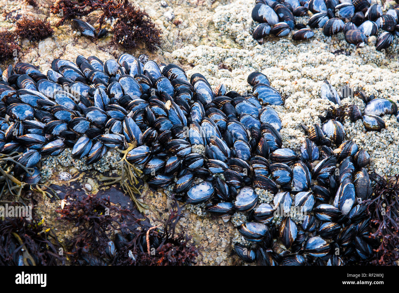 Colorate conchiglie, coralli e creature del mare sulla spiaggia. I disegni e i colori cambiano con ogni in arrivo e in uscita marea. Foto Stock