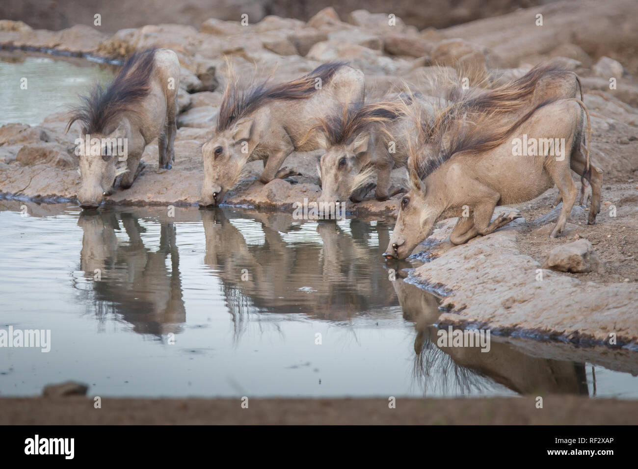 Durante la stagione secca, assetata facoceri, Phacochoerus africanus, linea fino a bere da un waterhole in Majete Game Reserve in Malawi Foto Stock