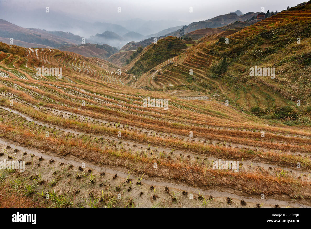 Inondati terrazze di riso sui pendii della montagna di Longshen, Cina Foto Stock