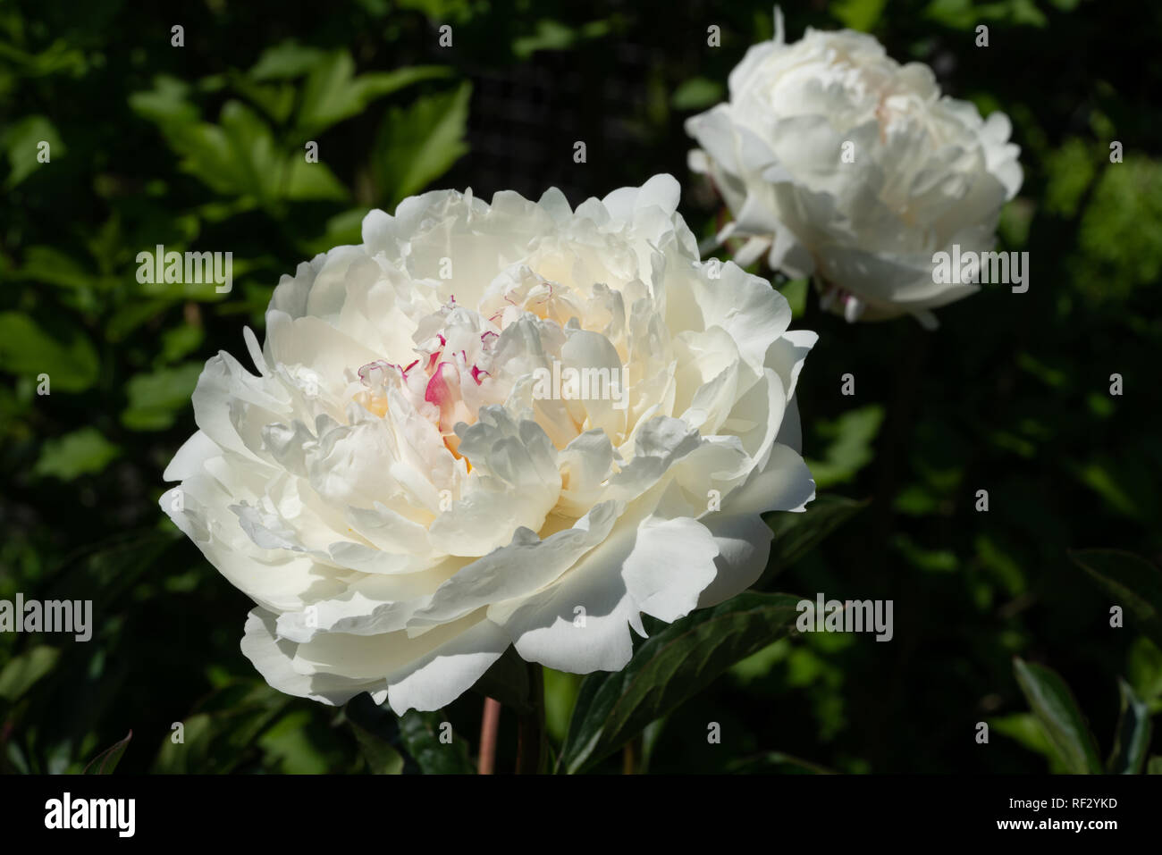 Peonia (Paeonia lactiflora), fiori d'estate Foto Stock