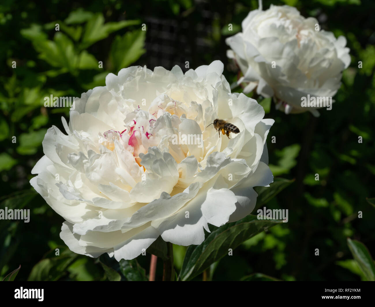 Peonia (Paeonia lactiflora), fiori d'estate Foto Stock