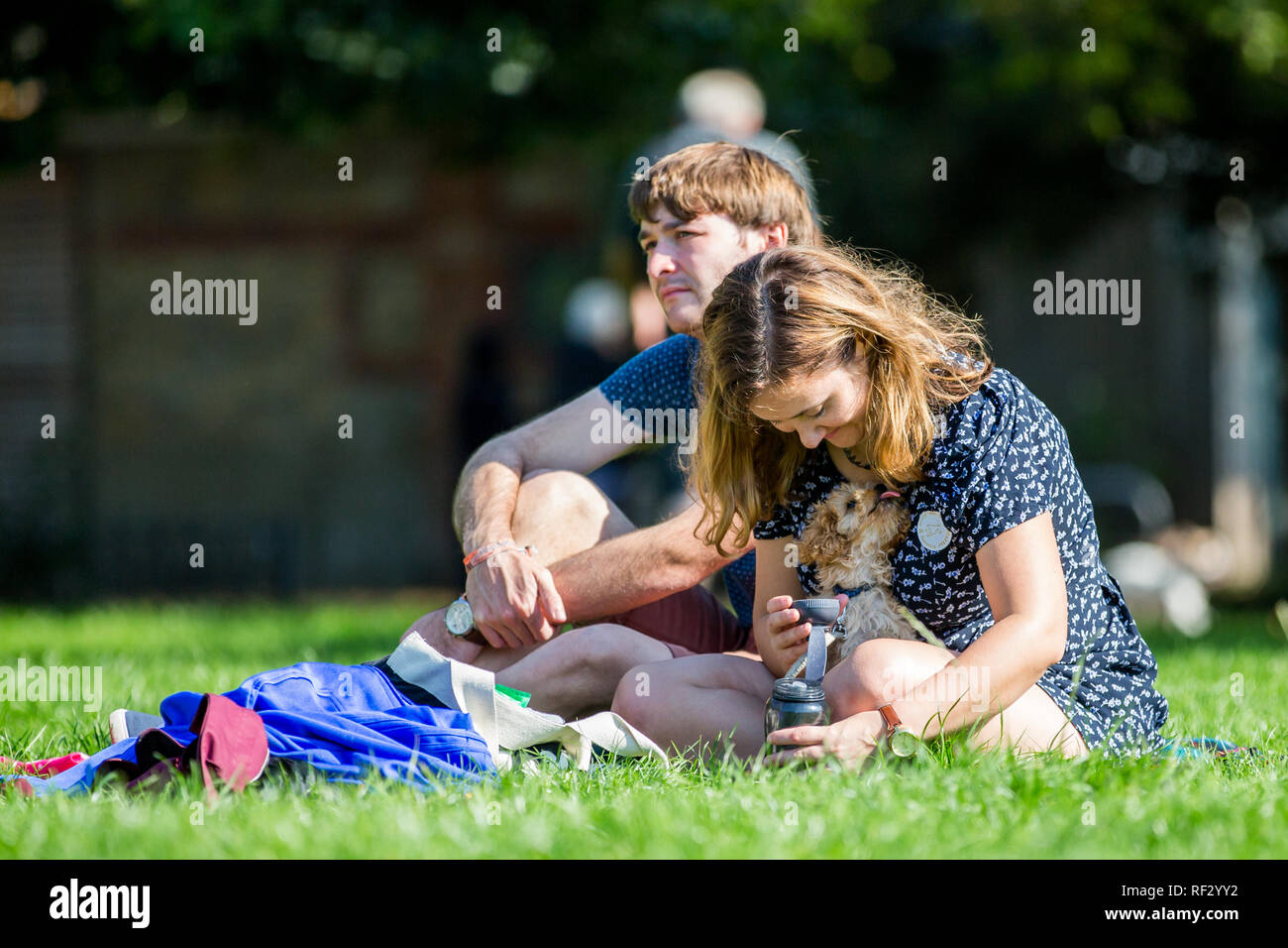 Una giovane ragazza di accarezzare i cani in un cestino bici nel parco di un dog show Foto Stock