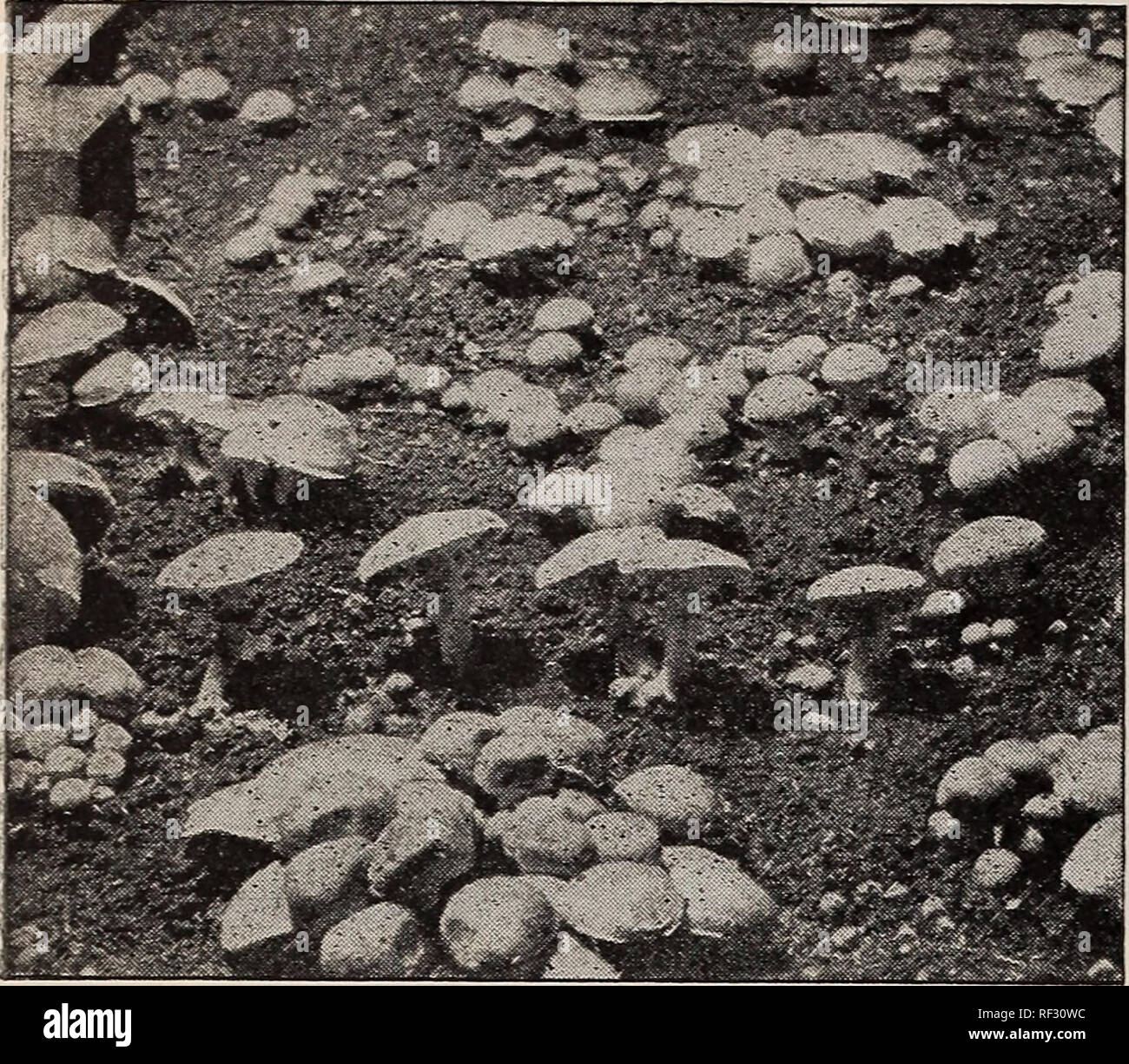 . Novità e specialità. Vivai (orticoltura) Pennsylvania Philadelphia cataloghi; vivaio PhiladelphiaCatalogs stockPennsylvania; VegetablesSeedsPennsylvaniaPhiladelphiaCatalogs; FlowersSeedsPennsylvaniaPhiladelphiaCatalogs; FruitPennsylvaniaPhiladelphiaCatalogs; GardeningEquipment e suppliesCatalogs; industria seme e tradePennsylvaniaPhiladelphiaCatalogs. 40 JOHNSON &AMP; STOKES, Philadelphia bianco di funghi (micelio. Letto di funghi coltivati da RICHARD MILLTRACK INGLESE SPAWN. Richard Milltrack inglese bianco di funghi (micelio (appena importati). Questa celebrata marca è preferita da tutti i larg Foto Stock