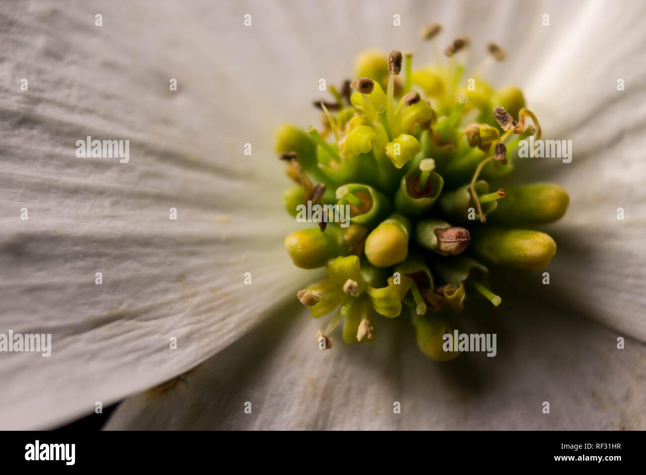 Un drammatico chiudere l immagine di un bellissimo albero di corniolo sanguinello fiore con petali di colore bianco. Foto Stock