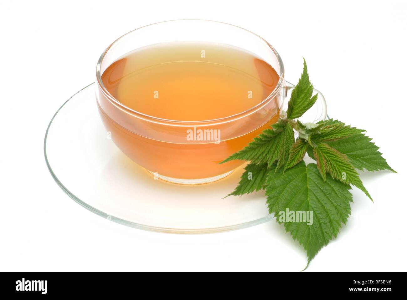 Lampone (Rubus spp) tè, tè medicinali Foto Stock