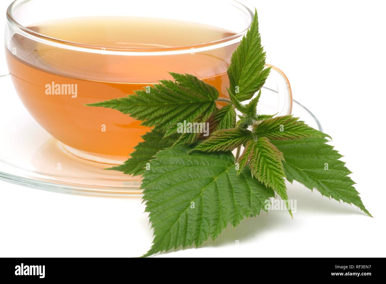 Lampone (Rubus spp) tè, tè medicinali Foto Stock