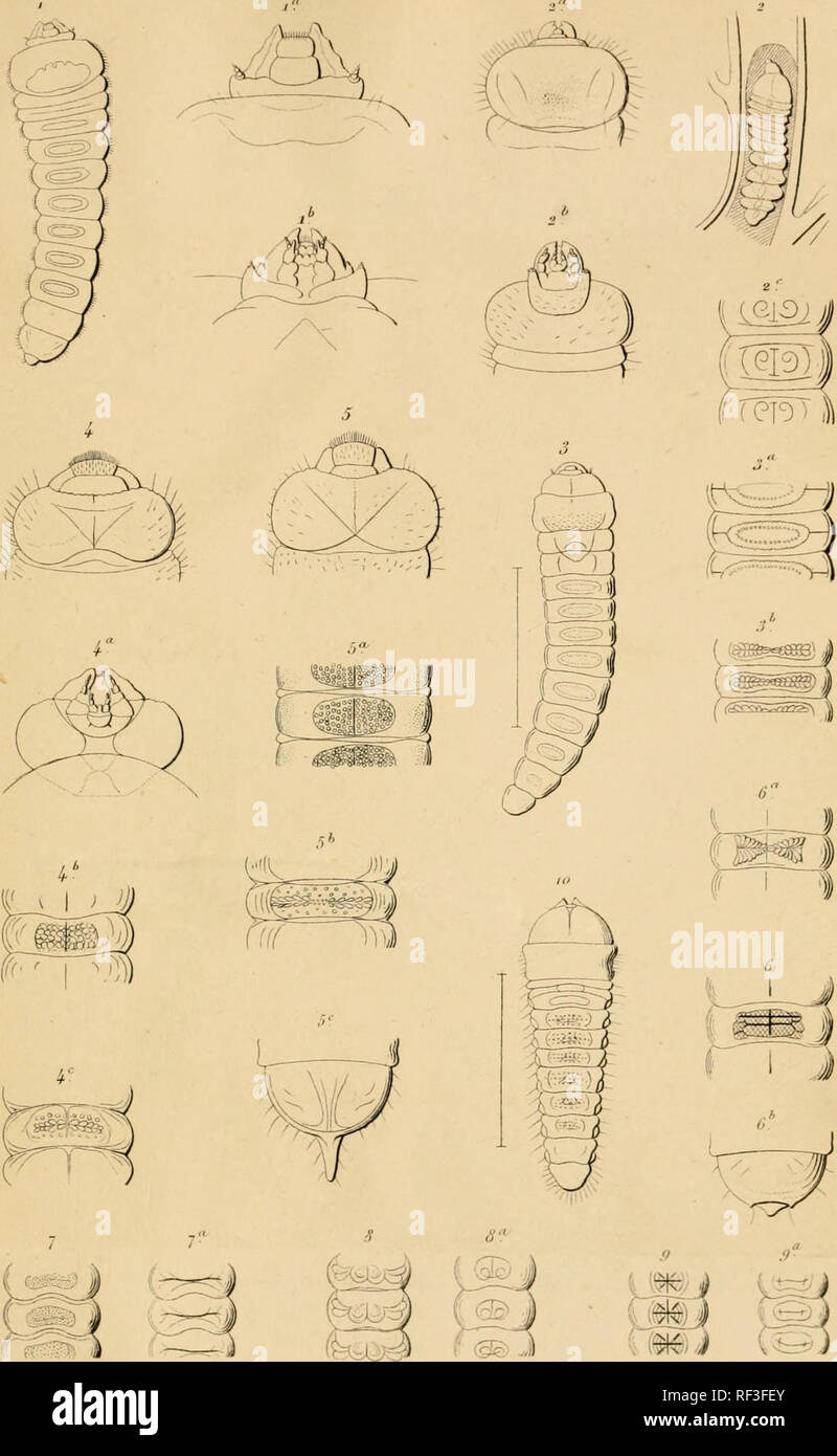 . Catalogo des larves des coléoptères, connues jusqu'a ce jour : avec la description de plusieurs espèces nouvelles. Coleotteri. J" lll. )N(iironii. Si prega di notare che queste immagini vengono estratte dalla pagina sottoposta a scansione di immagini che possono essere state migliorate digitalmente per la leggibilità - Colorazione e aspetto di queste illustrazioni potrebbero non perfettamente assomigliano al lavoro originale. Chapuis, F. (Félicien), 1824-1879; Candèze, E. C. (Ernest Charles), 1827-1898. Liegi : [Société Royale des Sciences de Liegi] Foto Stock