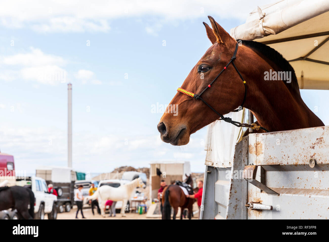 Preparazione e governare gli animali per il San Sebastian romeria, fiesta, in La Caleta, Tenerife, Isole Canarie, Spagna Foto Stock