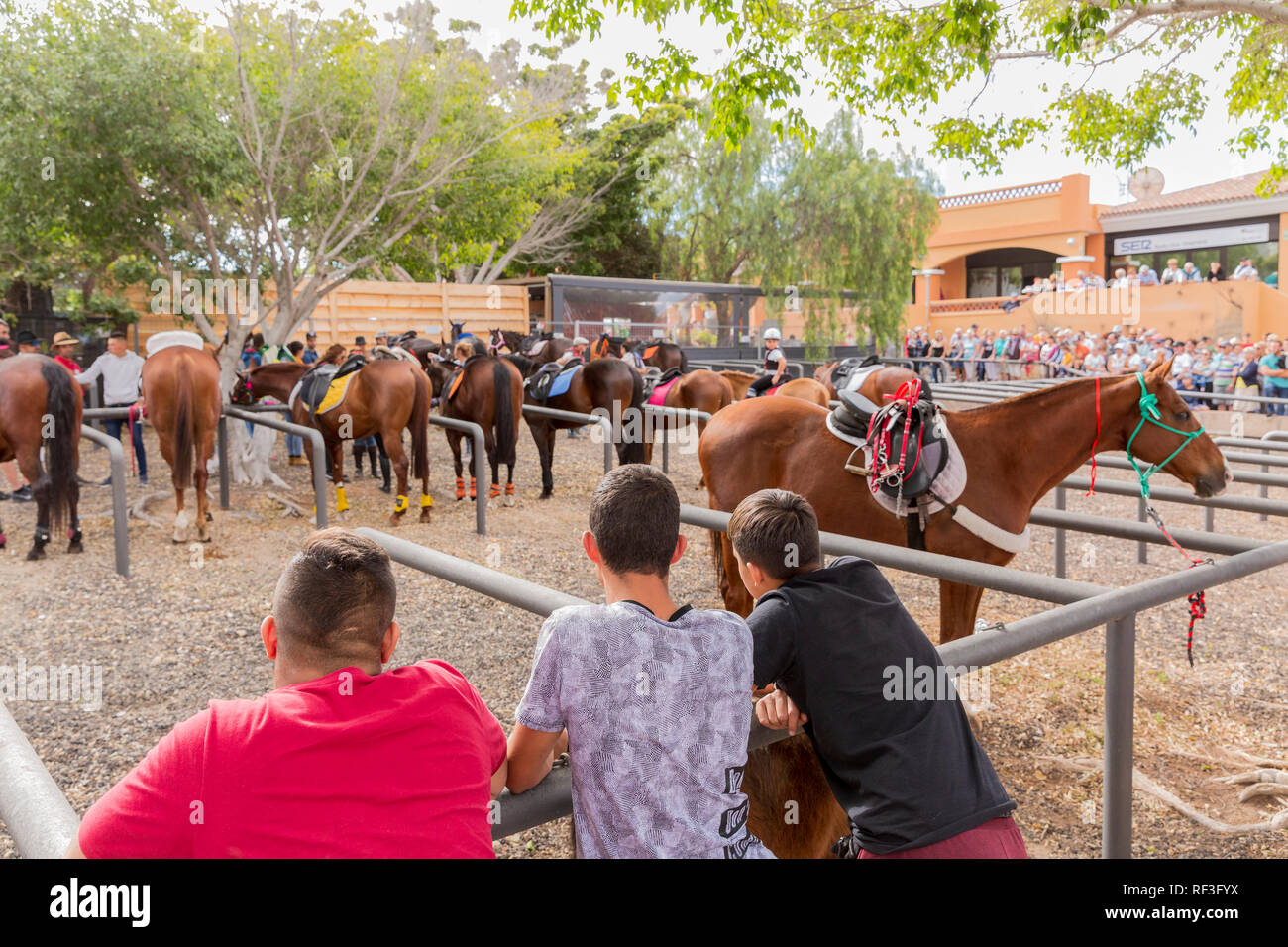 I cavalli nell'azienda penne a San Sebastian romeria, fiesta, La Caleta, Tenerife, Isole Canarie, Spagna Foto Stock