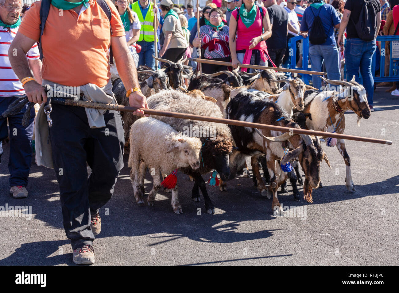 Benedizione degli animali a San Sebastian romeria, fiesta, La Caleta, Tenerife, Isole Canarie, Spagna, Foto Stock