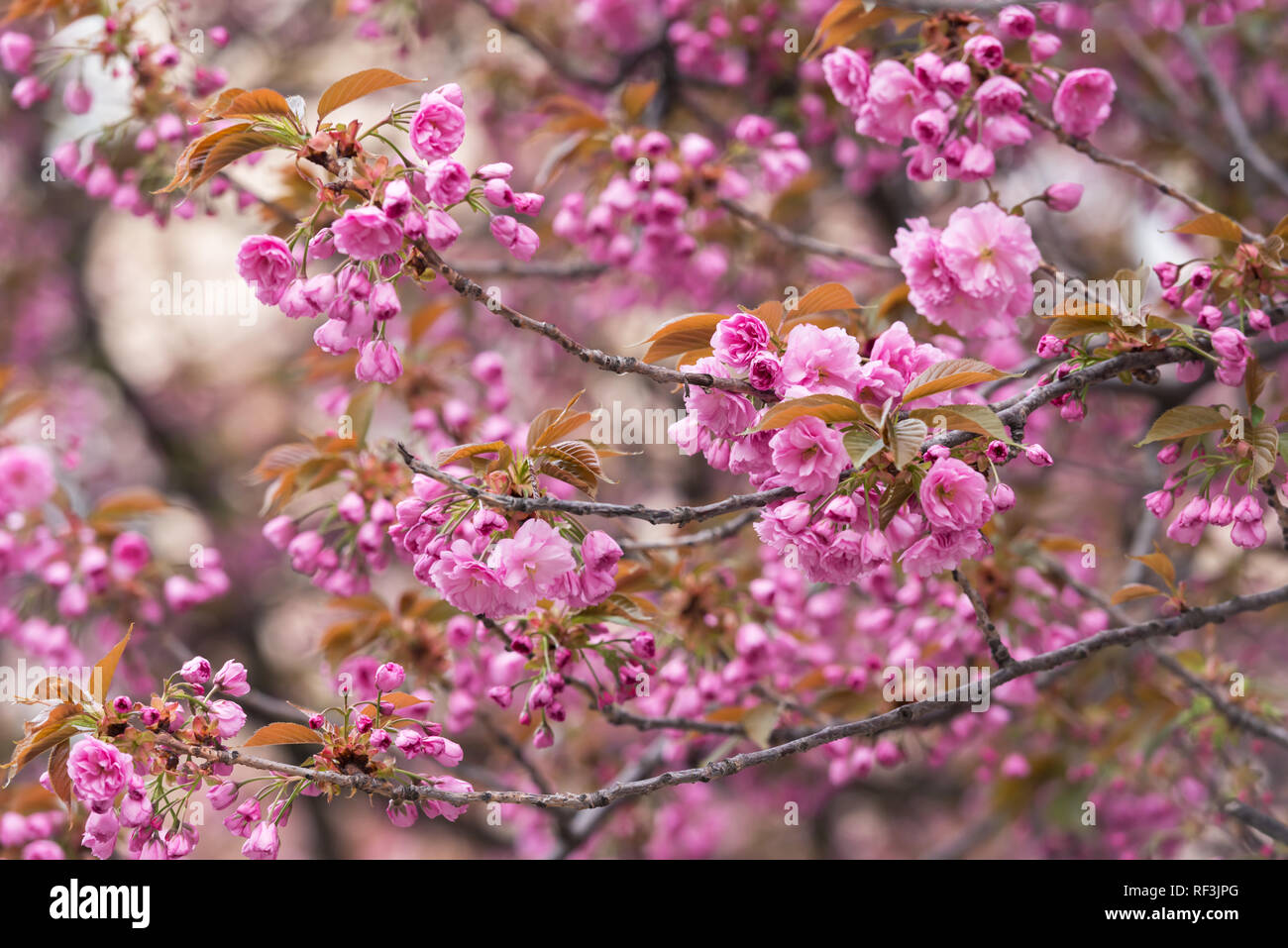 Rosa sakura fiori sulla molla cherrys rametti. In primavera la natura sullo sfondo Foto Stock