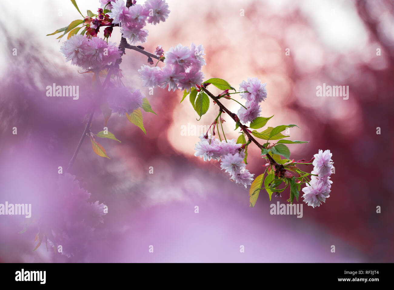 Rosa sakura fiori sulla molla cherrys rametti. In primavera la natura sullo sfondo Foto Stock