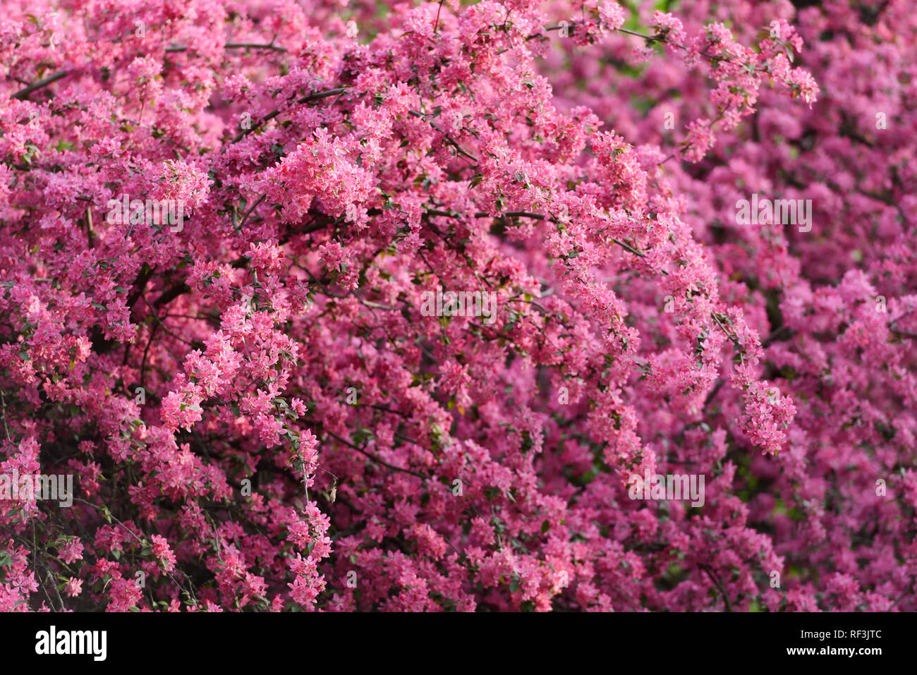 Rosa sakura fiori sulla molla cherrys rametti. In primavera la natura sullo sfondo Foto Stock