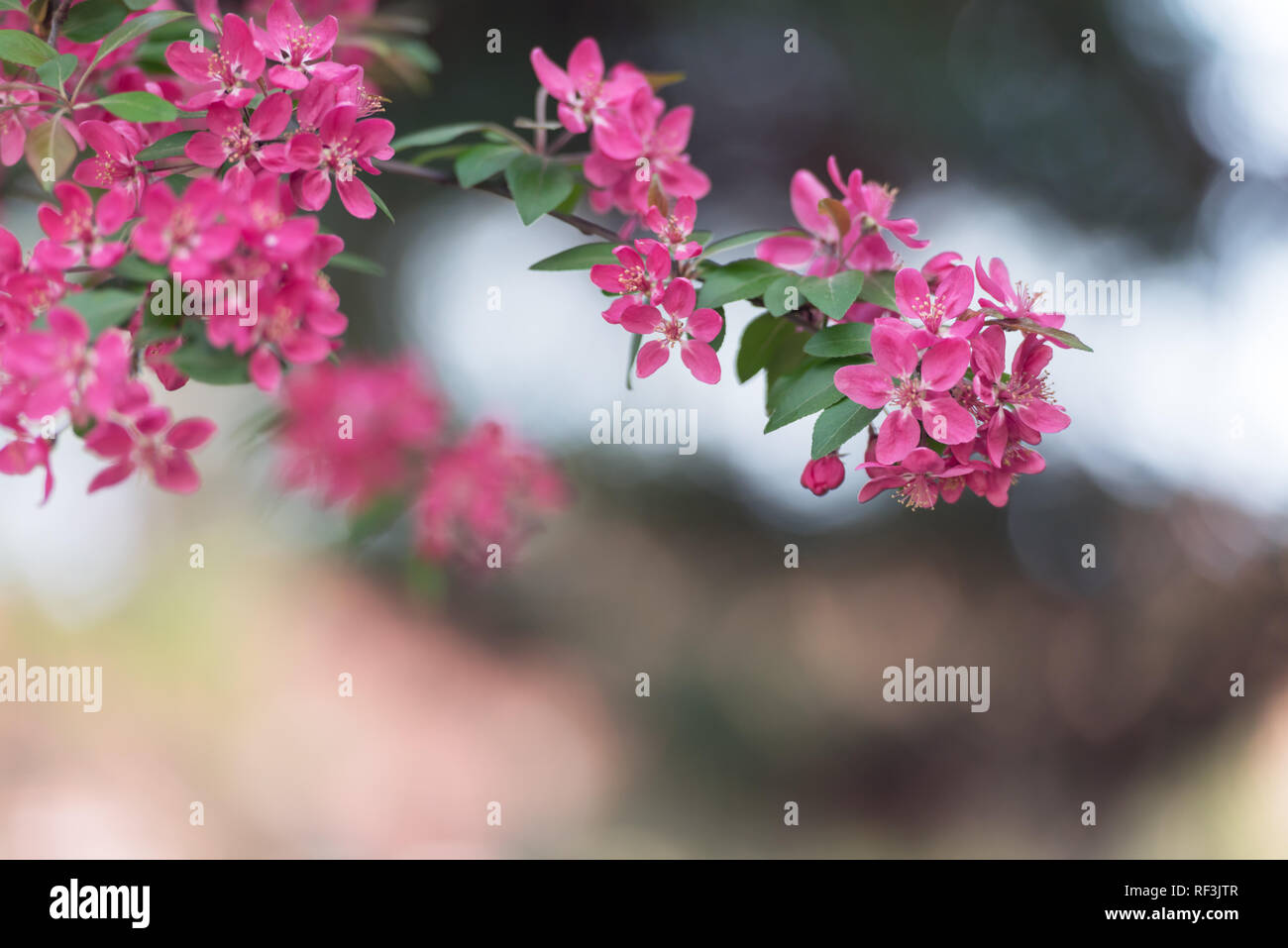 Rosa sakura fiori sulla molla cherrys rametti. In primavera la natura sullo sfondo Foto Stock