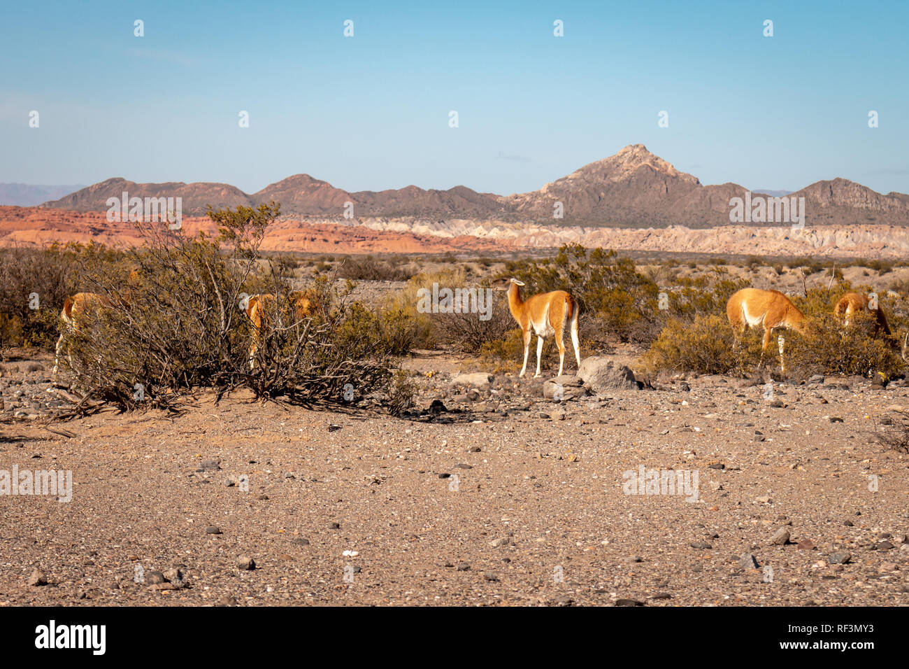 Ampia valle tra le montagne dove vi è un gruppo di llama mangiare. Foto Stock