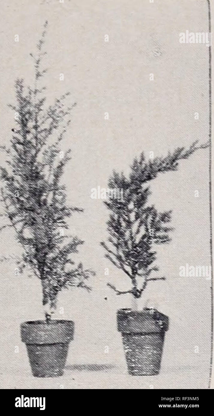 . Catalogo : 1954 - 1955. Vivai (orticoltura) cataloghi; vivaio cataloghi; sempreverdi cataloghi; alberi cataloghi; arbusti cataloghi; piante rampicanti cataloghi; Ginepri cataloghi; conifere cataloghi. SCOTTSVILLE, TEXAS 9 Juniperus pachyphloea ALLIGATOR JUNIPER innestati sul ceppo arborvitae facendo un più robusto impianto per il trapianto e crescente nel nostro Texas e a sud-ovest del clima. Un color argento juniper trovata nel Texas occidentale. Un buon impianto. Le camicie 2 Y2 (graft) pollice pentole peso 10 o M01 FASE FOB Vivaio $ .50 FASE FOB Dallas inferiore a dieci al vivaio $ .50. Irlandese e il Ginepro PROCUMBENS L Foto Stock