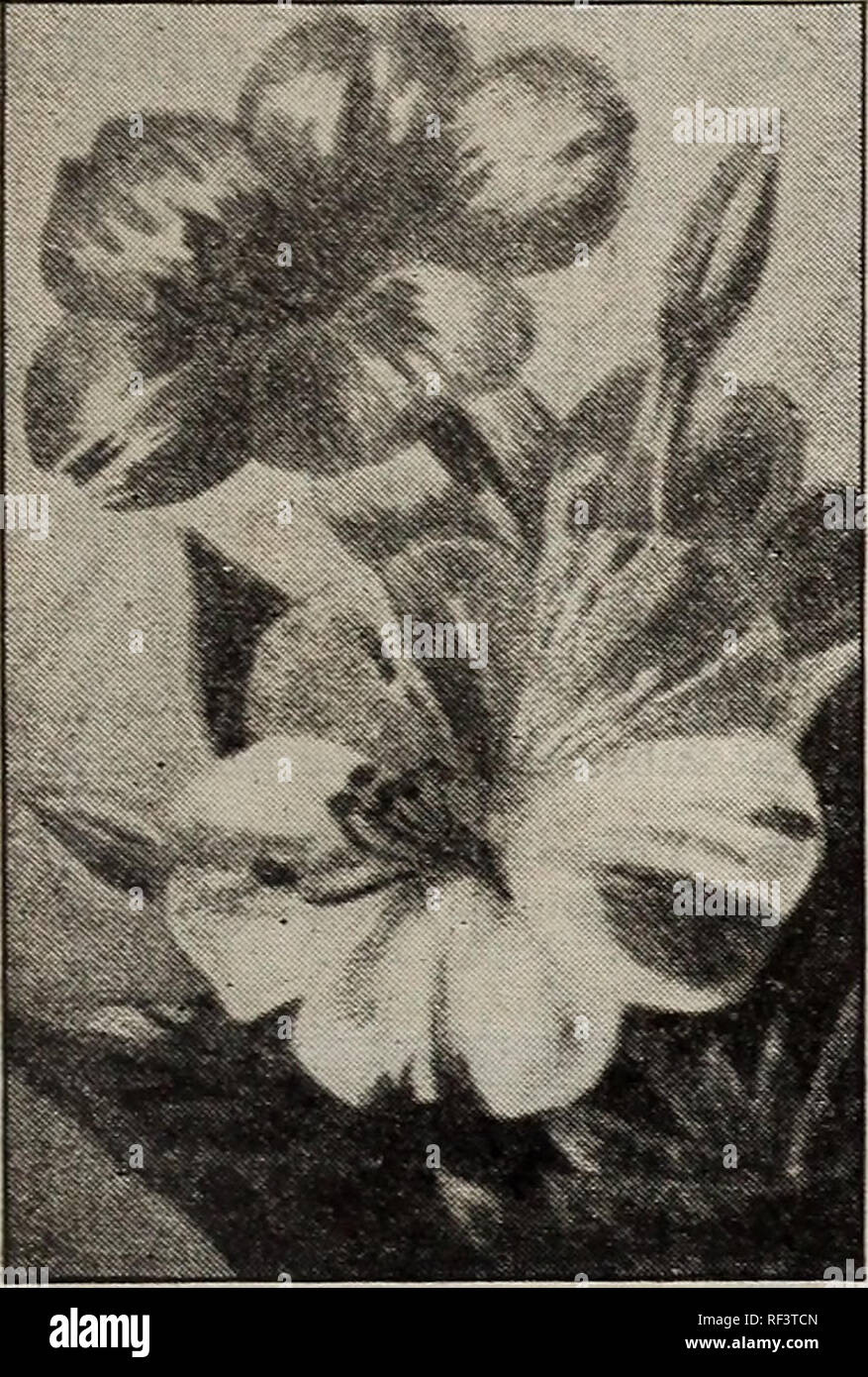 . Novità e specialità. Vivai (orticoltura) Pennsylvania Philadelphia cataloghi; vivaio PhiladelphiaCatalogs stockPennsylvania; VegetablesSeedsPennsylvaniaPhiladelphiaCatalogs; FlowersSeedsPennsylvaniaPhiladelphiaCatalogs; FruitPennsylvaniaPhiladelphiaCatalogs; GardeningEquipment e suppliesCatalogs; industria seme e tradePennsylvaniaPhiladelphiaCatalogs. Scelta semi di fiori â ma 11. La meraviglia del Perù. {Quattro-o' orologi.) LYCHNIS 1900. Chalcedonica. Mar vecchio giardino preferito; molto ardito, scarlatto brillante flowei ; merita un posto in ogni giardino. Pkt., 5c. Calendula ben noto annuari, ve Foto Stock