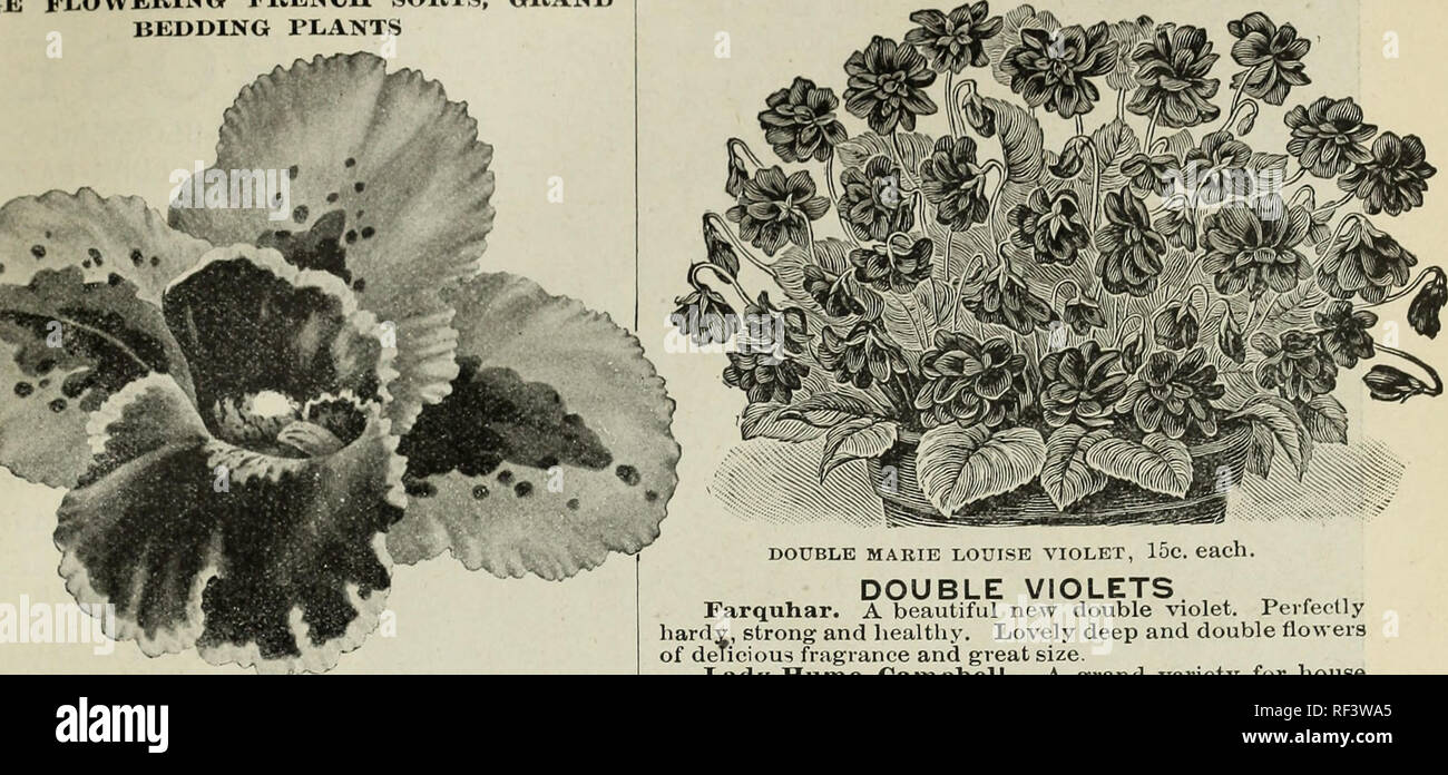 . 1901 Johnson &AMP; Stokes il giardino e la fattoria manuale. Vivai (orticoltura), Pennsylvania, Philadelphia, cataloghi; vivaio, Pennsylvania, Philadelphia, cataloghi; Verdure, semi, Pennsylvania, Philadelphia, cataloghi; Fiori, semi, Pennsylvania, Philadelphia, cataloghi; frutta, Pennsylvania, Philadelphia, cataloghi; dadi, Pennsylvania, Philadelphia, cataloghi; GIARDINAGGIO, attrezzature e forniture, cataloghi; Seme dell industria e del commercio, Pennsylvania, Philadelphia, cataloghi. CHOICK I'LOWKR SKIvDS CANNAS .ARGE FIORITURA ORDINA FRANCESE, GRAND piante di biancheria da letto e migliori violette fragrante. CANNA in Italia. Al Foto Stock