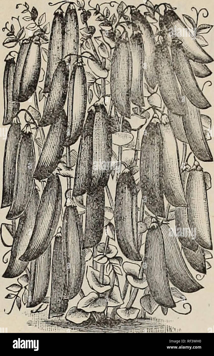 . 1899 listino prezzi e catalogo dei semi, alberi e piante di ogni descrizione : concimi, tuberi seme di patate, a base di carni di pollame e attrezzi da giardino. Vivaio Tennessee Memphis cataloghi; piante ornamentali; Cataloghi Cataloghi frutto; semi di ortaggi cataloghi; semi di graminacee cataloghi; attrezzi agricoli cataloghi. 42 OTTO SCHWILL &AMP; CO., SEEDSMEN, 304 Front Street, Memphis, TENN.. Giardino piselli, ha continuato. Varietà tardive. Il duca di Albany. (Rugoso.) i vitigni circa 3£ piedi ansa, di robusta crescita, ben caricato con grande spessore dritto pods riempito con grandi verde scuro i piselli di dolce, eccellente Foto Stock