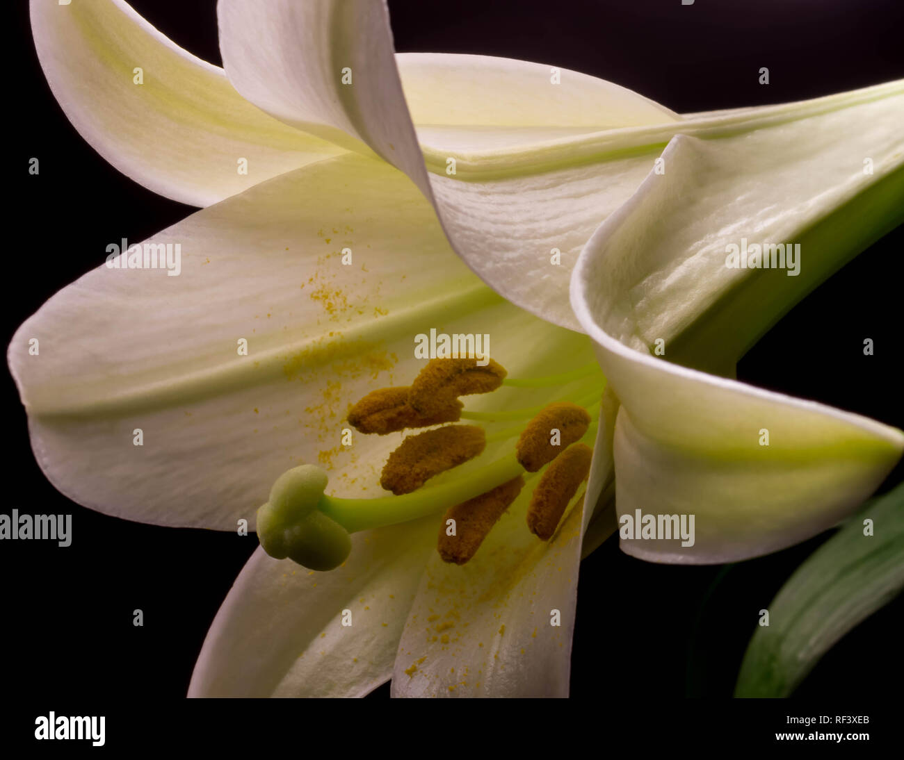 Un bel bianco giglio di Pasqua con petali di colore bianco e foglie verdi. Foto Stock