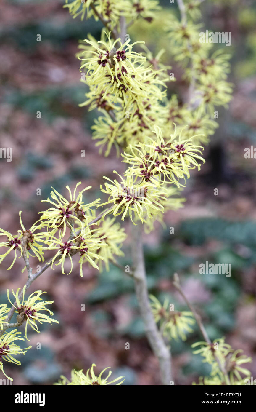 Hamamelis x intermedia 'Sunburst' Fiori. Foto Stock