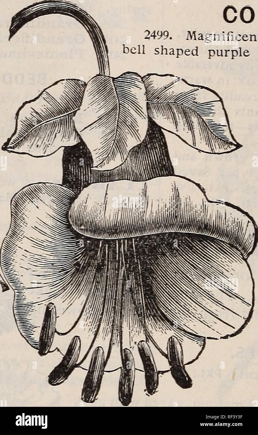 . Novità e specialità per 1897. Vivaio Illinois Chicago cataloghi; le sementi delle varietà cataloghi; fiori Semi cataloghi; BULBI VEGETALI cataloghi; arbusti fioriti cataloghi. CALLIOPSIS-GOLDEN WAVE. Per la clematide piante-vedi elenco di Hardy piante rampicanti. CLEOME PUNGENS. (Il Ragno Gigante impianto.) 2496. Si tratta di un miele vaiuable impianto di produzione e un perpetuo bloomer. Il flusso- ers sono luminose colore rosa. Le lunghe e sottili cialde di seme di raggiungere in ogni direzione sono trasportate su lunghe esili stami, dando un effetto di molte zampe spider. H. H. Pkt, 5c. COB/EA SCANDENS. 2499. Magnifico, Foto Stock