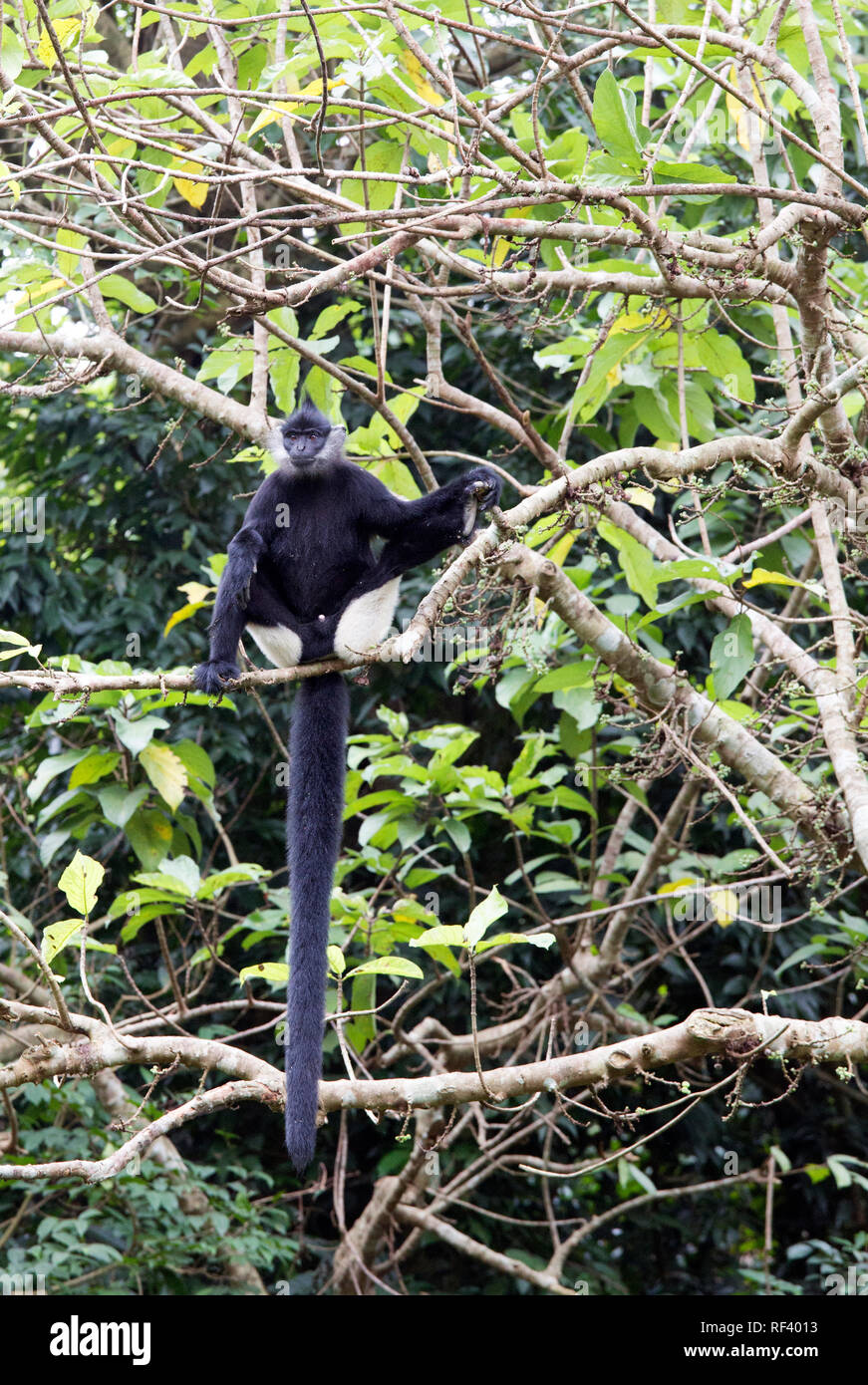 Grande scimmia su un albero in Vietnam Foto Stock