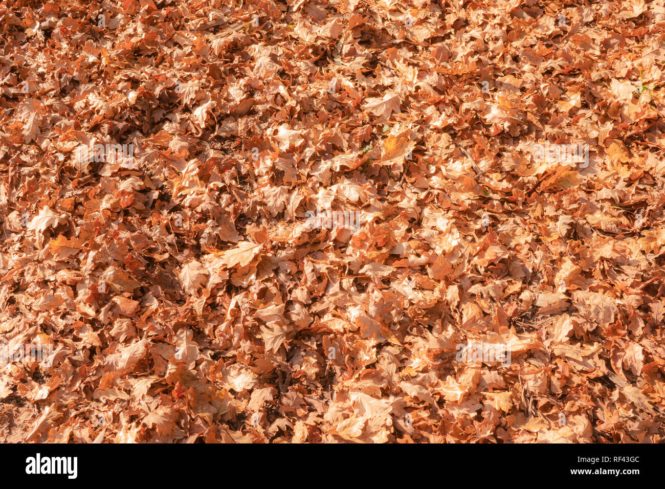 Marrone e arancione Foglie di autunno sfondo. A secco di foglie di quercia sullo sfondo Foto Stock
