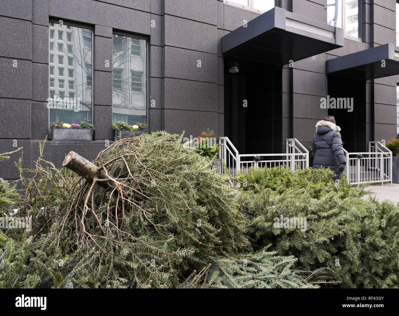 Marciapiede albero di Natale lo smaltimento, NYC Foto Stock