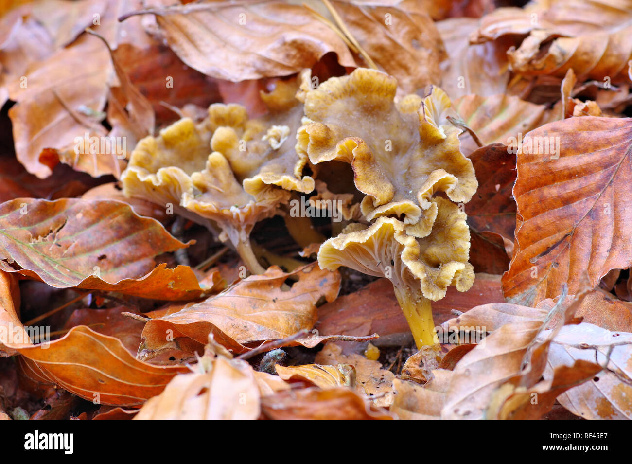 Yellowfoot o Craterellus tubaeformis nella foresta di autunno Foto Stock