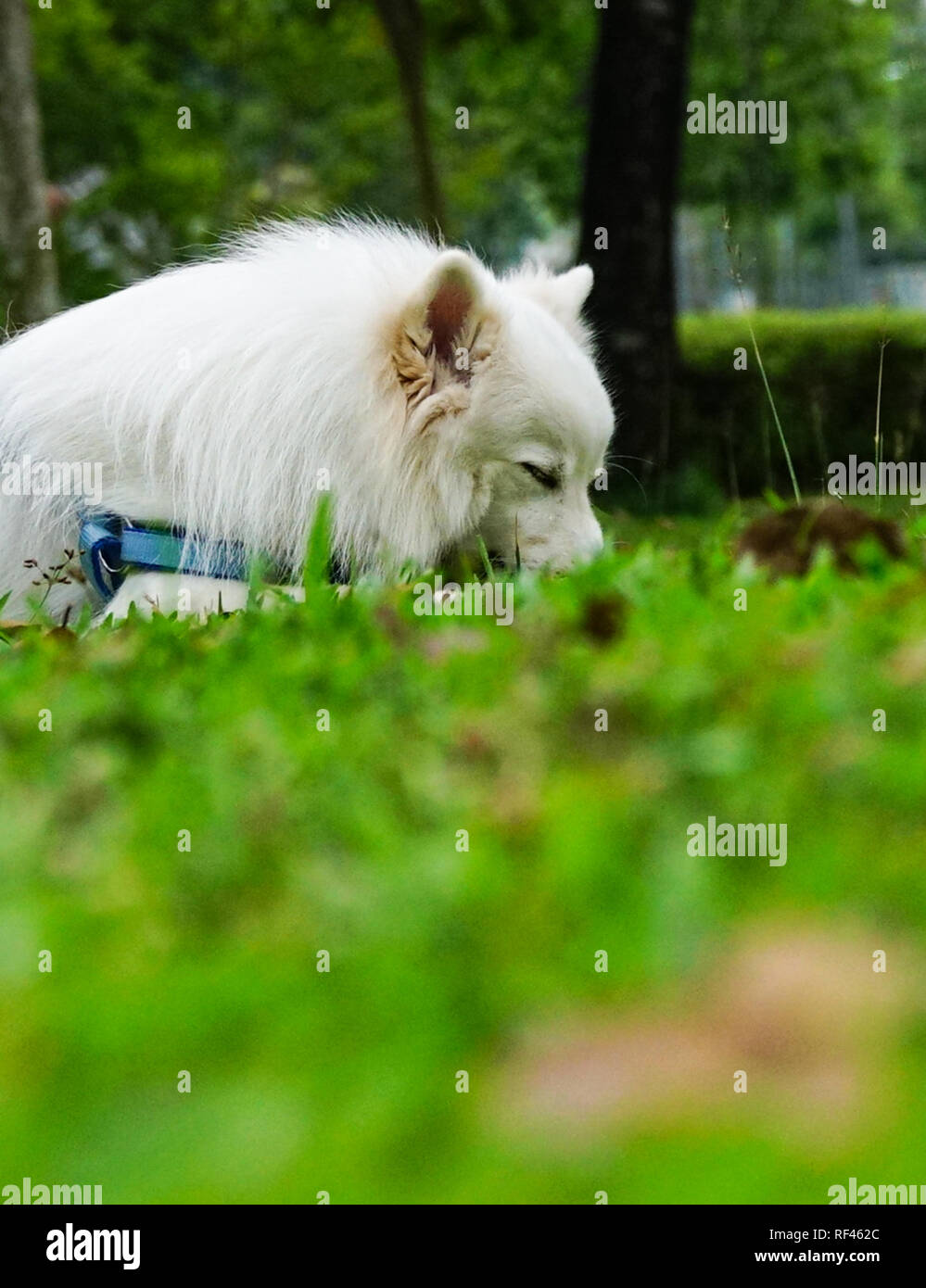 Cani con gli occhi chiusi, dormendo nel parco Foto Stock